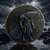 US BLACKWHALE COIN