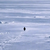 Nietzschean Penguin